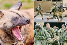 Ribuan Anjing Liar Cabik Tentara Israel