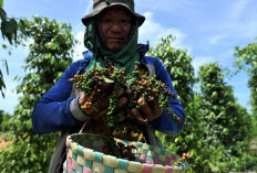 Belitung Disarankan Bentuk Pusat Studi Lada Putih