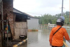 Waspada Buaya Saat Banjir Rob Pangkalpinang