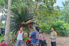 Polsek Belinyu Tertibkan Tambang Ilegal di Bukit Dempo