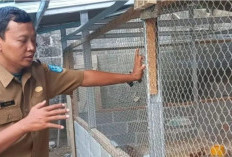 Peternak Unggas di Bangka Diminta Jaga Kebersihan Kandang