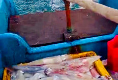 Program Electrifying Marine TJSL PLN Dongkrak Produktivitas Nelayan 