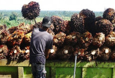 Terindikasi 'Nipu', Gantian Giliran Bos Sawit Siap-siap Bakal Menjerit!