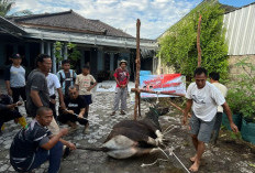 PKS Bagikan Seribu Paket Daging Sapi Kurban ke Masyarakat & Kader