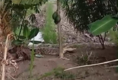 Kemunculan Buaya di Sawah Membuat Petani Desa Rias Khawatir