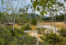 Limbah Tambang Timah Rusak Kebun Warga