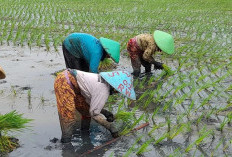 Pemprov Targetkan Tanam Padi Sawah 2.173 ha
