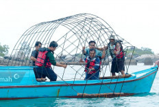 PT Timah Tenggelamkan 37 Unit Coral Garden di Pulau Putri