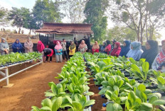 PT Timah Dukung Pengembangan Pertanian