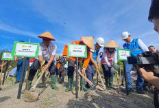 Selamatkan Pesisir Pantai, Basarnas Tanam Mangrove di Batu Ampar