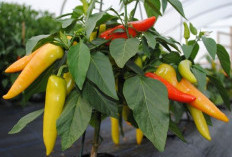 Pemkot Galakkan Gerakan Tanam Cabai