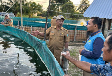 Binaan TJSL PLN Kembali Tebar Benih Udang Vaname