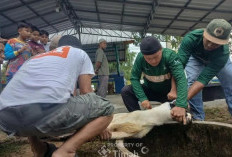 Karyawan PT Timah Gotong Royong Salurkan Daging Kurban