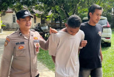 DPO Pencurian TBS PT. MHL Ditangkap Tanpa Perlawanan