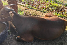 PWI Babel Kurban 4 Sapi dan 2 Kambing: Semangat Berbagi dan Solidaritas 