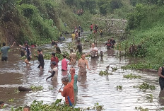 Ratusan Warga Ikut Lomba Nirok Ikan di Sungai Danau Desa Labu 