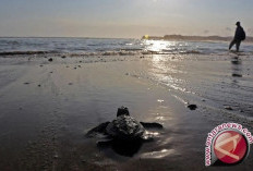 Pemkab Belitung Perkuat Perlindungan dan Pelestarian Penyu