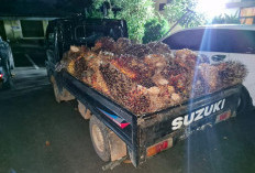 Sempat Pakai Sabu Sebelum Mencuri TBS,  Pemuda Simpang Rimba Diringkus Polisi