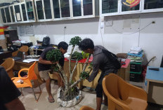 Residivis NarkobaCuri Bonsai Seharga Rp 40 Juta