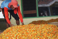 RI Diminta Meniru Belanda