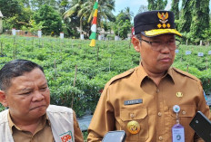 BPP Toboali Panen Cabai, Pj Gubernur Sebut Upaya Kendalikan Inflasi