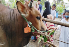 5 Keutamaan dalam Ibadah Kurban