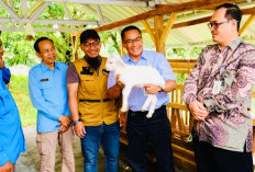 PLN Serahkan Bantuan TJSL Kambing Perah 