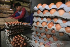Distributor Tambah Pasokan Telur Ayam