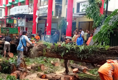 Pohon Tumbang, Ibu dan Anak Tewas depan SD 42 