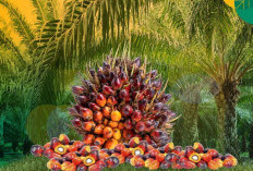 Ini Alasan Harga TBS Bangka Rendah, Supply Membludak, Petani: Gubernur Bantu Kami!