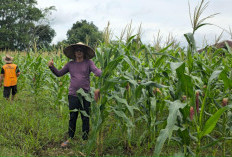 Jagung Milik Lapas Tumbuh Subur