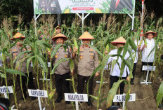 Wakapolda & Kapolres Panen 400 Kg Jagung