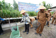 BI Babel Panen Bersama Hidroganik Padi - Lele