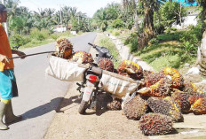 Harga CPO Merosot Berdampak pada Kesejahteraan Petani