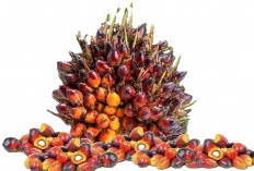  Harga TBS Sawit Se-Indonesia Menyala! Kecuali Pulau Bangka!