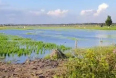 80 Hektar Sawah Terendam Banjir, Petani Fajar Indah Terancam Gagal Panen