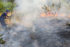   Setengah Hektar Lahan di Lintas Timur Bangka Terbakar