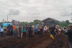 PT Timah Tanam Satu Juta Pohon Jagung