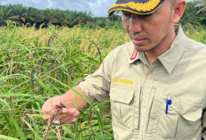 Dinas Pertanian Kembangkan Varietas Padi Ladang Lokal