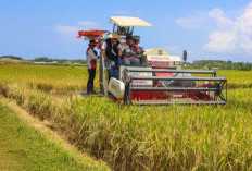 BULOG Serap 2.000.524 Ton Setara Beras