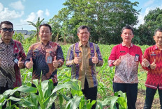 Lapas Pangkalpinang Berkebun Jagung