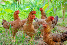 PT Timah Bantu Warga Ternak Ayam Kampung
