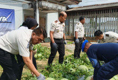 Lapas Panen Raya 746 Kg Semangka