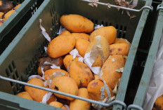 Bea Cukai Musnahkan Mangga Asal Malaysia