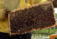 Racun Lebah Melawan Sel Kanker Payudara