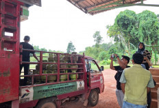 Gas 3 Kg Langka, Harga Kian Membumbung 