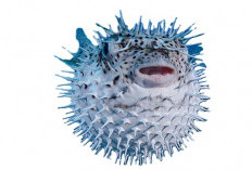  Awas! Ada 7 Ikan Laut yang tidak Aman Dimakan, Apalagi Bila Berlebihan!