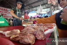 Antisipasi Kebutuhan MBG, Babel Tambah Pasokan Ayam