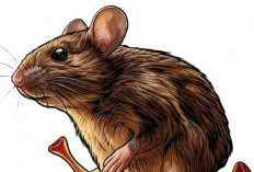 Ngeri! Tikus Sumber Utama Penularan Hantavirus?