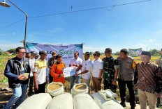 Bulog Optimis Penyerapan Panen Raya 2025